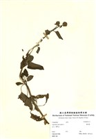 藏品(藿香薊)的圖片